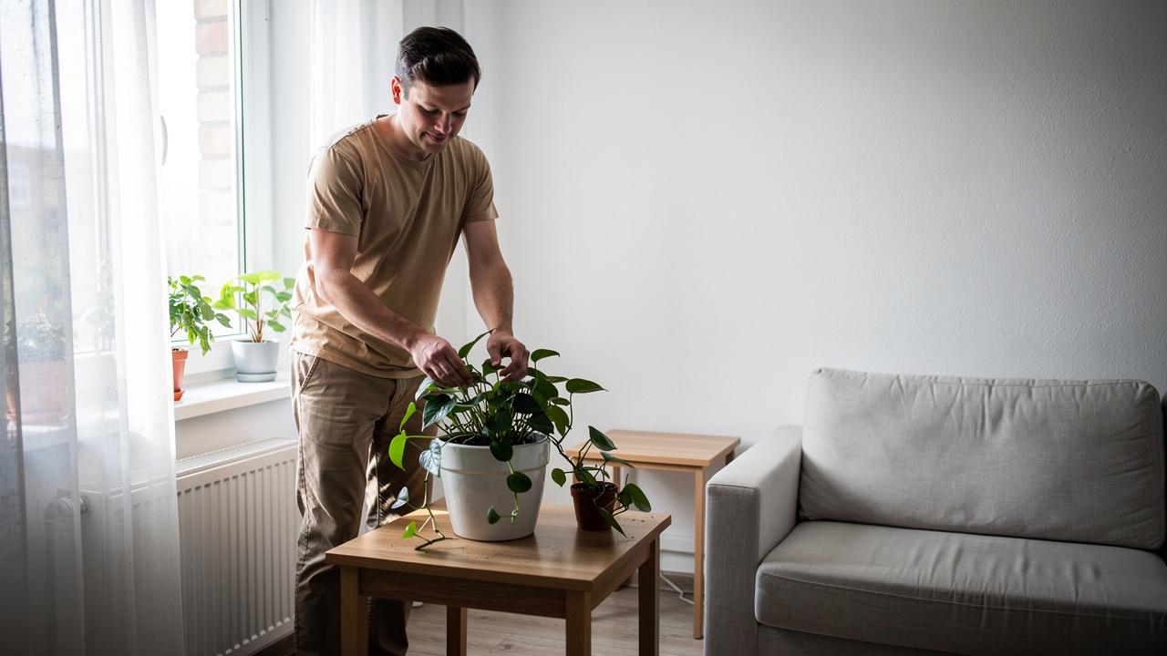 Mu&scaron;karac pregledava listove sobne biljke na malom stolu u dnevnoj sobi